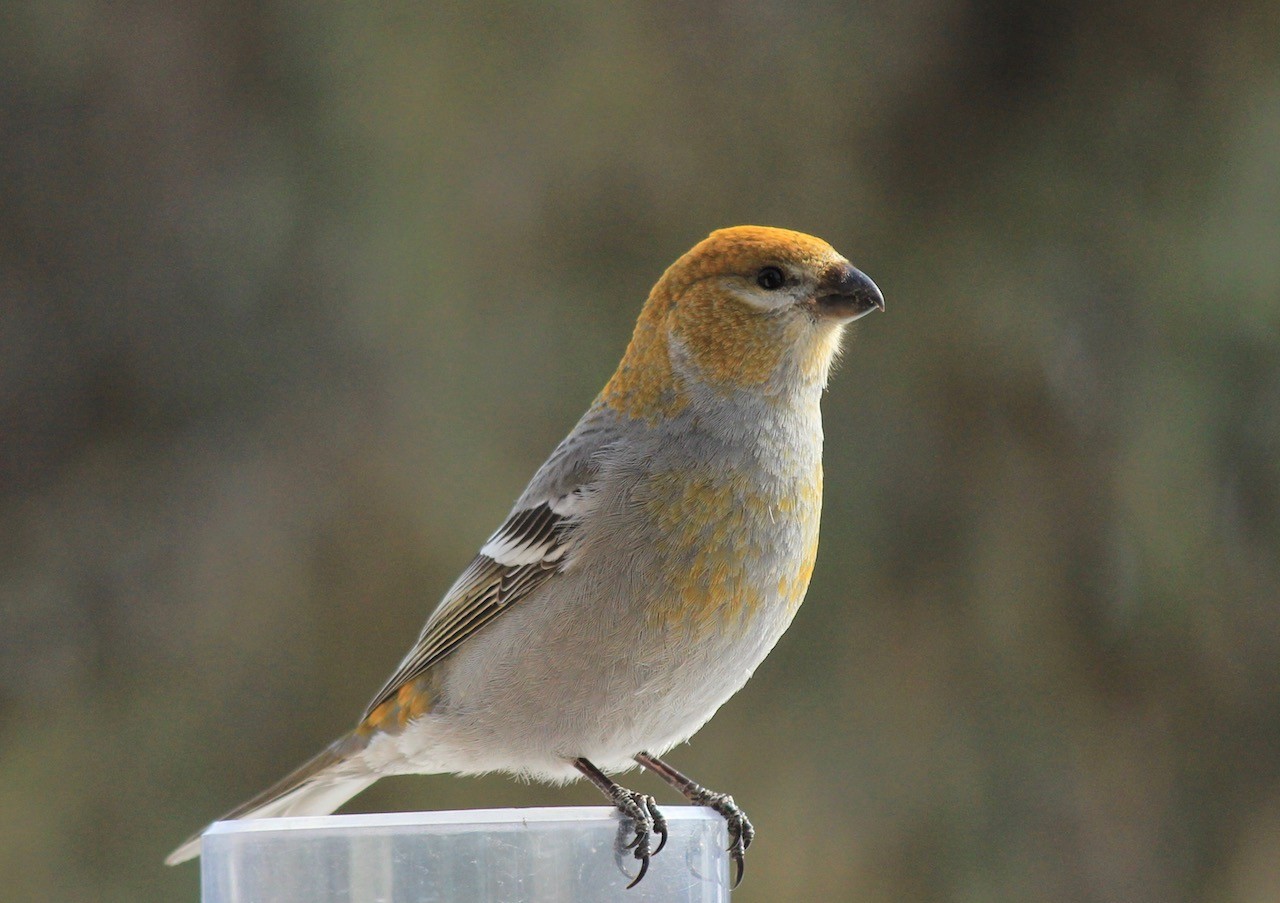 The Pine Grosbeaks are a favorite around here as they've been known to eat seed right from your hand- if you're lucky!