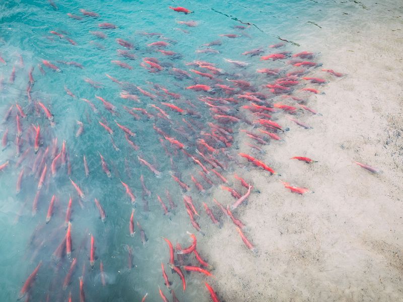 Sockeye Salmon in Chelatna Lake Lodge