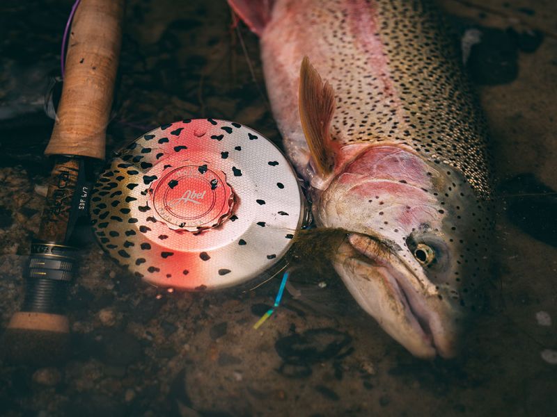 Trophy Rainbow Trout in Denali