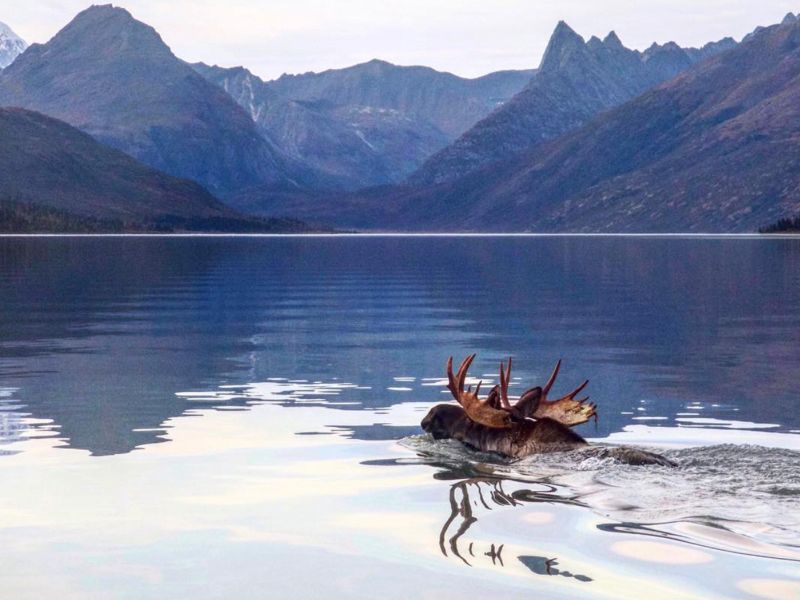 Bull Moose Swimming in Denali 