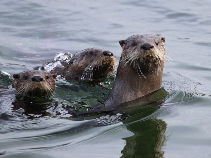 River Otters swimming in Chelatna Lake Alaska 