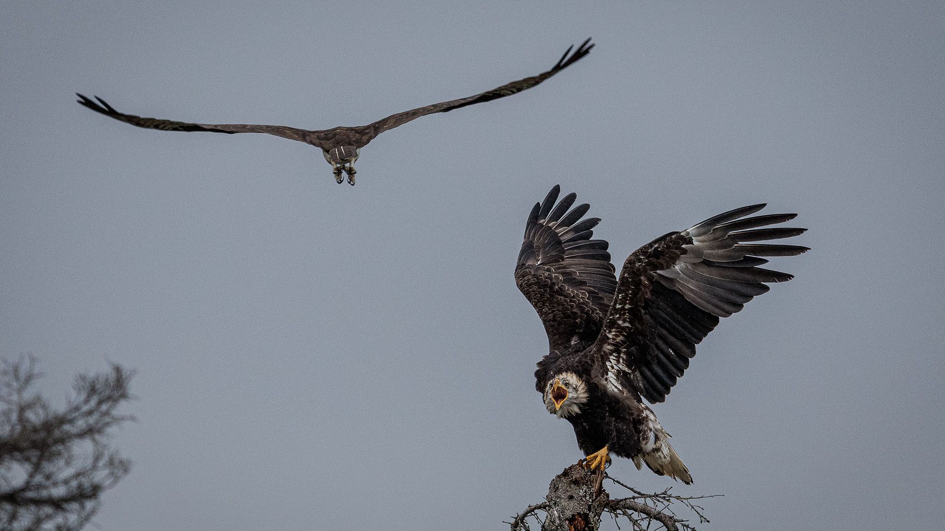 Bald Eagles nesting at Chelatna Lake Lodge