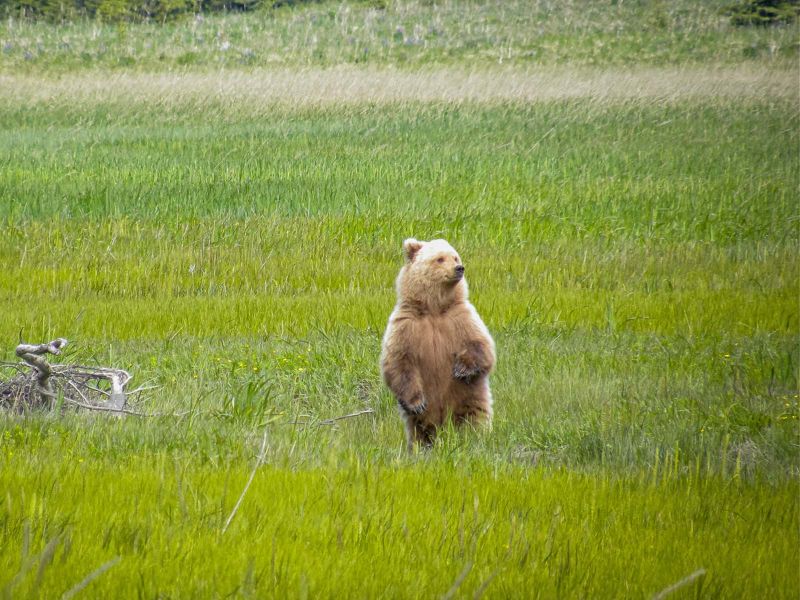 Young Grizzly Bear in Denali National Park 