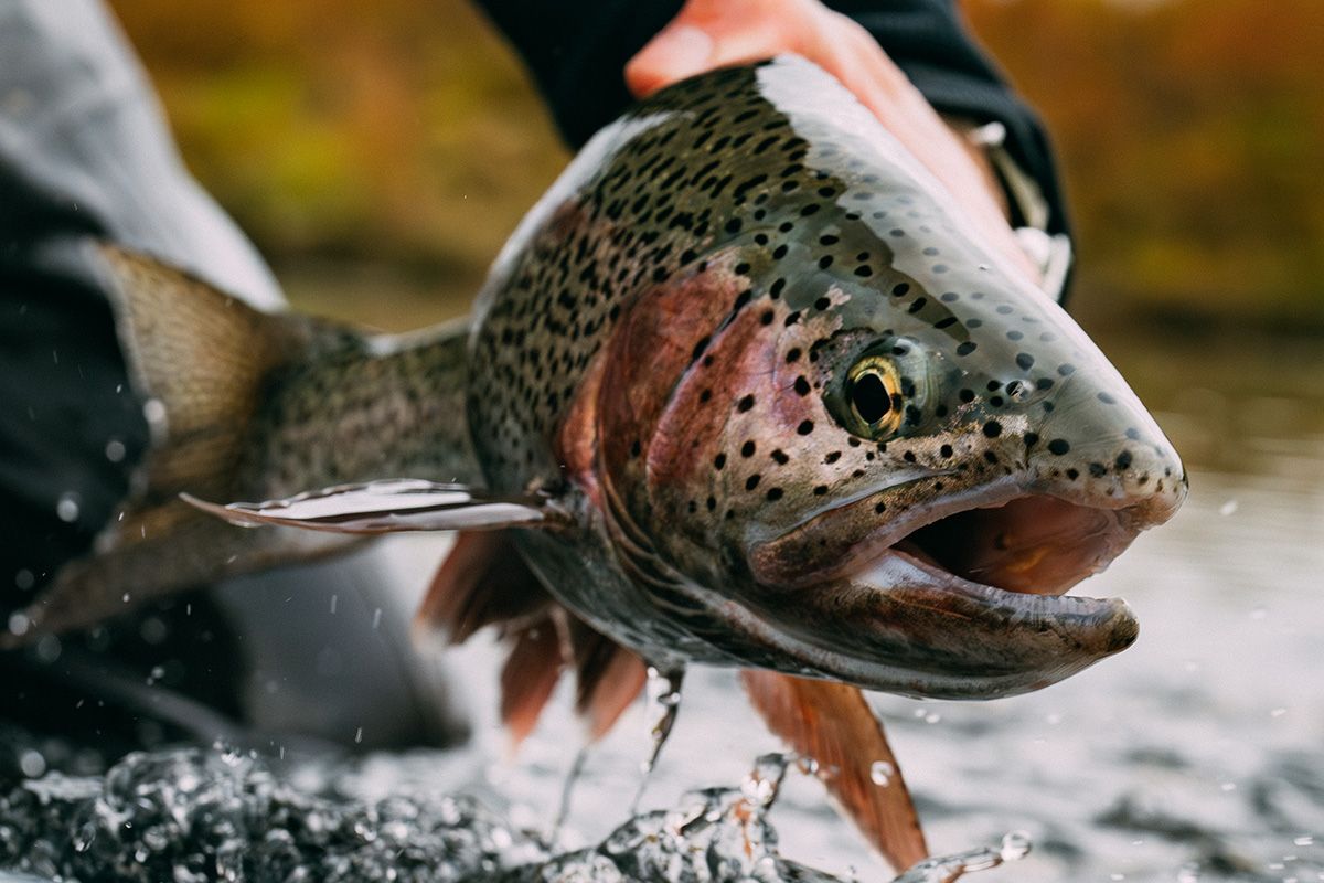 Leopard Alaskan Rainbow Trout 