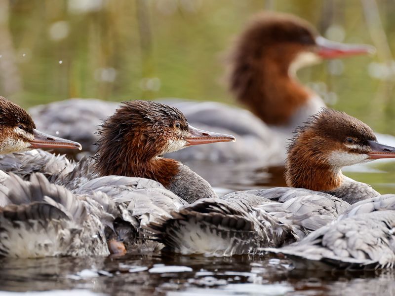 Mergansers flocking together