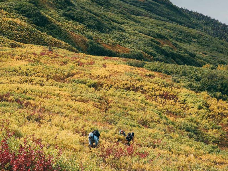 Hiking for Owls 