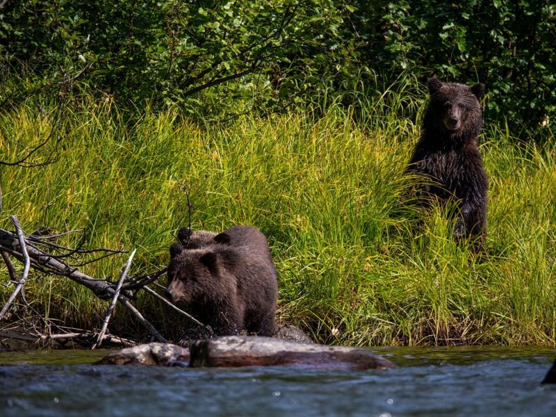 Grizzly Bear Family in Denali 