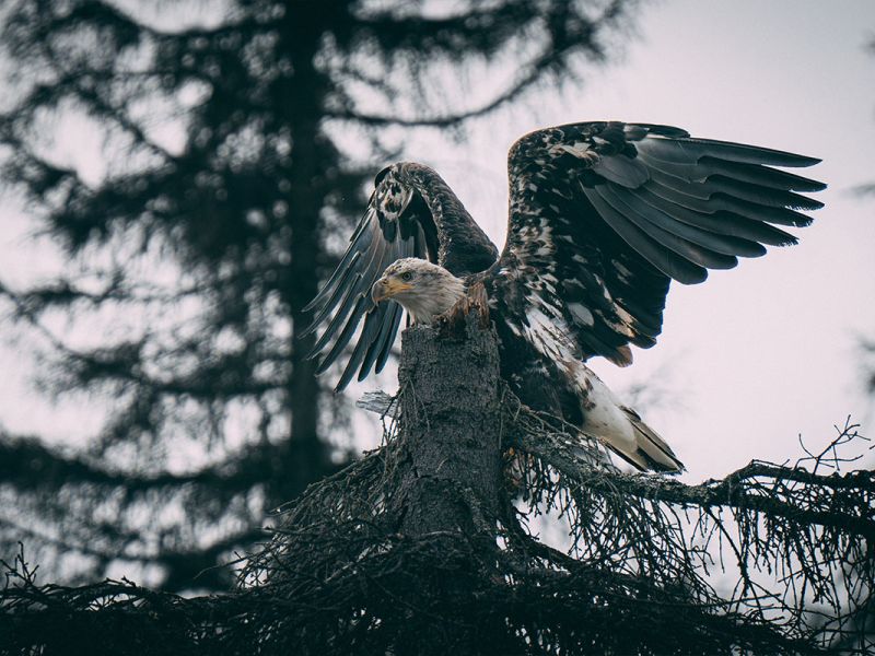 Juvenile Bald Eagle 