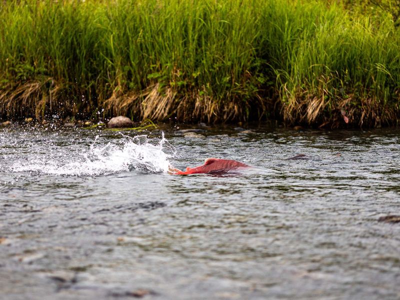 Sockeye Salmon swimming into Denali National Park 