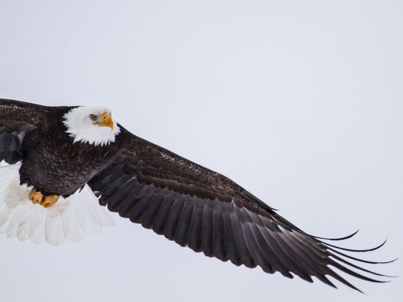 Bald Eagle in Denali National Park 