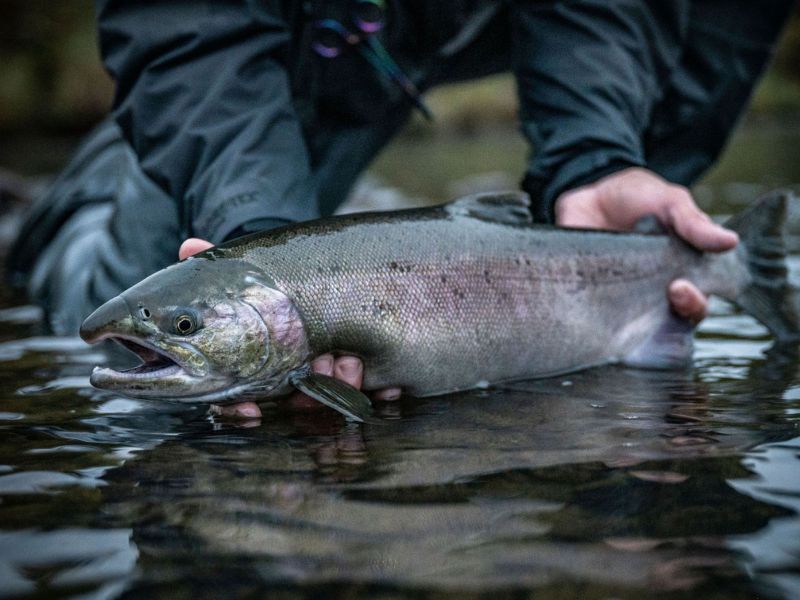 Silver salmon fishing Chelatna Lake Alaska 