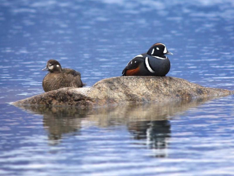 Harlequin Ducks on Chelatna Lake Alaska