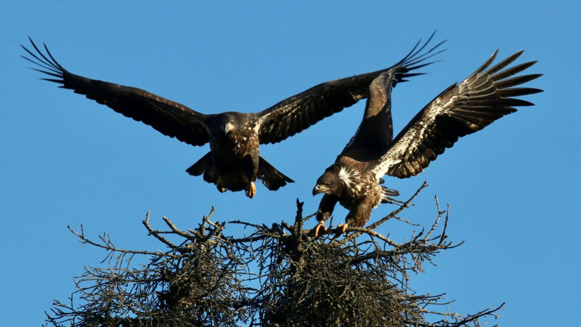 Bald Eagles nesting at Chelatna Lake Lodge
