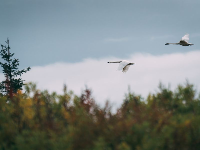 Trumpeter Swans in Flight