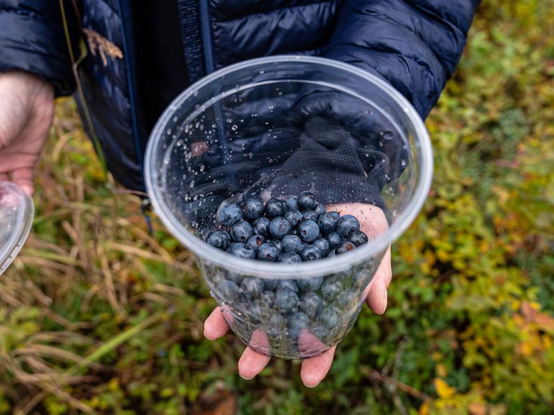 Picking Blueberries at the Lodge 